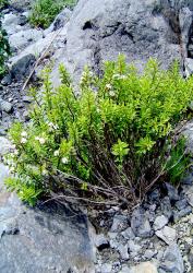 Veronica rupicola. Habit. George Stream, Marlborough.
 Image: P.J. Garnock-Jones © P.J. Garnock-Jones CC-BY-NC 3.0 NZ